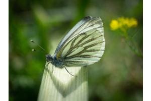 Schmetterling Schmetterling