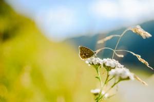 Schmetterling in den Bergen