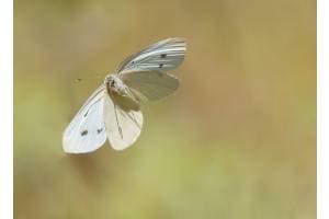 Weissling im Flug Weissling im Flug