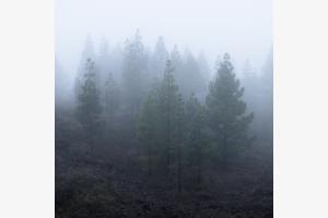 Bäume im Nebel Bäume im Nebel