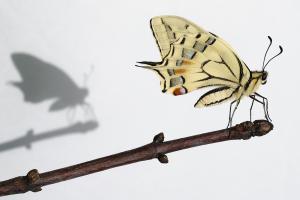 Im Schatten seiner selbst Im Schatten seiner selbst