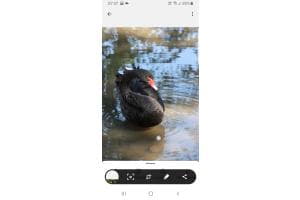 Der schwarze Schwan 