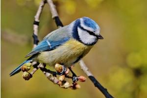 Blaumeise