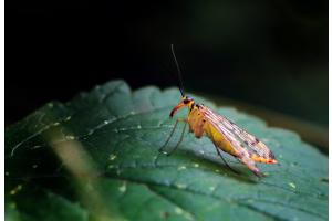 Skorpionsfliege