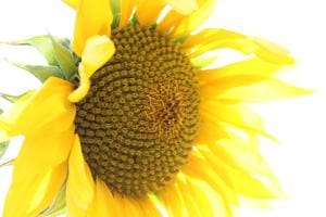 Sonnenblume