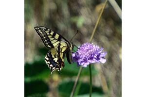 Schmetterling im Val Tuoi