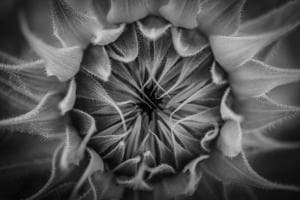 Sonnenblume Sonnenblume
