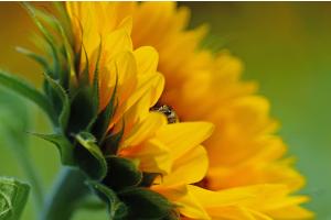 Sonnenblume mit Biene Sonnenblume mit Biene