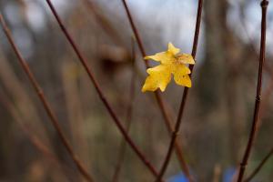 Letztes Blatt Letztes Blatt