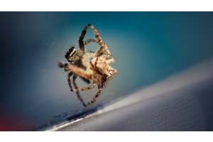 SpiderInTheMirror SpiderInTheMirror