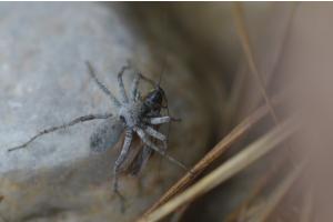 Spinne