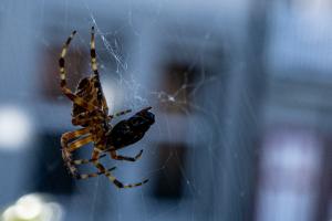 Spinne mit gefangener Fliege