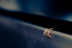 Springspinne (Salticidae)