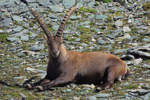 Steinbock im Piemont 