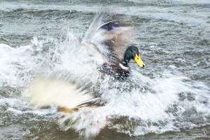 Enten im Element Enten im Element