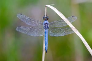 Blaue Schönheit