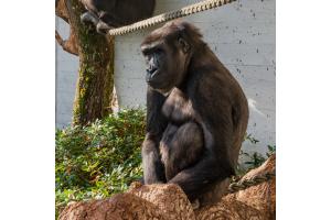 Sehnsucht nach dem "wild sein"
