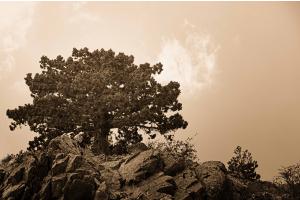 Tree Tree