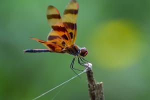Libelle