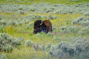 Bison
