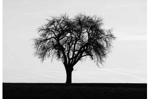 Baum Baum