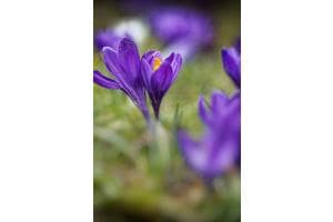 Krokus