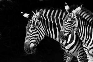 Zebras