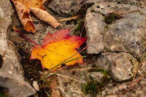 Herbstfarben