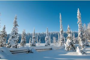 Nordischer Wintertraum