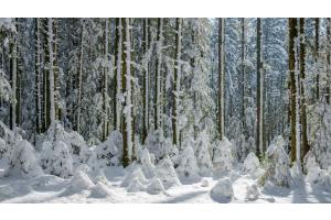 Winterwald im Emmental