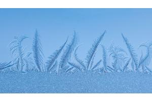 Eisblumen