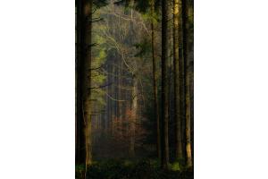 Wald