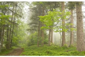 Into the Green 