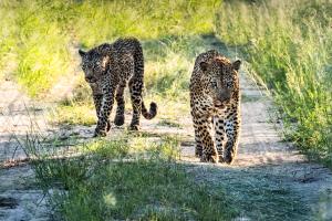 Walk in the Bush