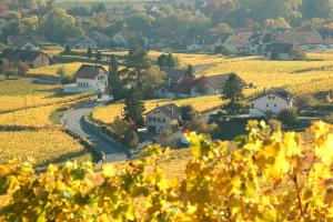 Route du vignoble, côte vaudoise