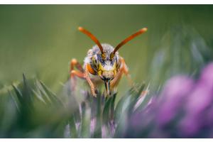 Distel-Snack