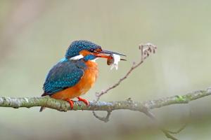 Eisvogel