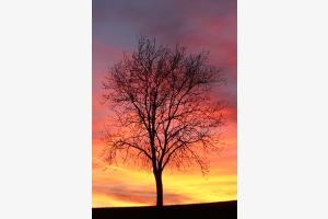 Kahler Baum und Wolkenhimmel nach Sonnenuntergang (Waadt) Kahler Baum und Wolkenhimmel nach Sonnenuntergang (Waadt)