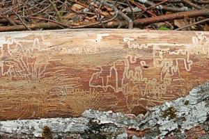 Holzwürmer Graffiti Holzwürmer Graffiti