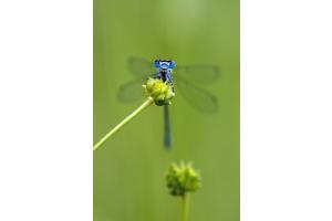 Libelle Libelle