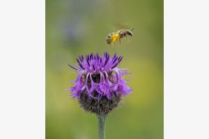 Auf zur nächsten Blüte Auf zur nächsten Blüte