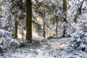Winterwald Winterwald