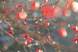 Rote Beeren