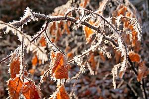 Herbstblätter nach Eisnebel