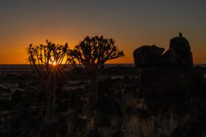 Sunset Köcherbaum