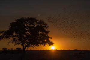 sunset Etosha