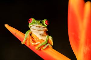 Rotaugenfrosch