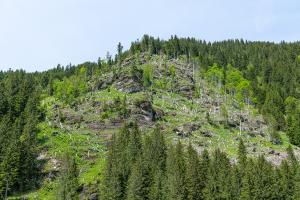 Sturmholzwald