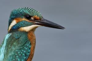 Eisvogel