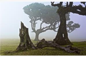 Zauber-Baum Zauber-Baum